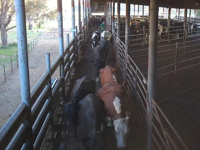 Screenshots from footage allegedly recorded by Farm Transparency Project activists at Ralphs Meat Co in Seymour