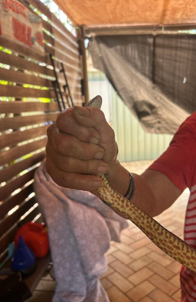 A Caboolture woman was bitten on the hand by an eastern brown snake after attempting to catch it.