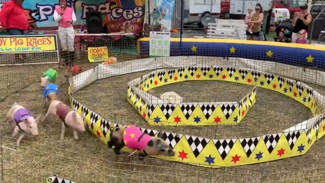 Pig Comedy Race at the Mackay Show