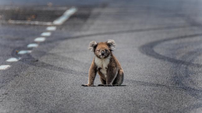 This is what you can do to save koalas. Source: Supplied