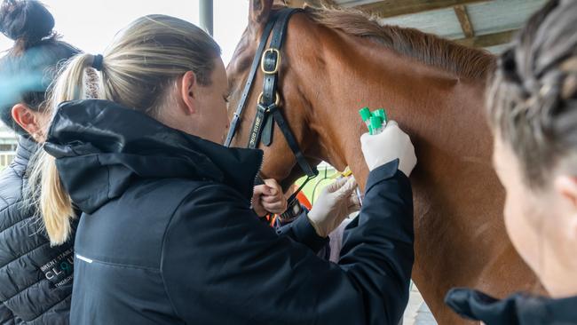 Dr Edwina Wilkes talking a blood sample with Paige Cartwright (right) looking on. Picture: Jay Town