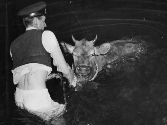 1957: Police constable J V Kellet assists in the rescue of a cow that fell into the River Torrens near the Adelaide Weir.