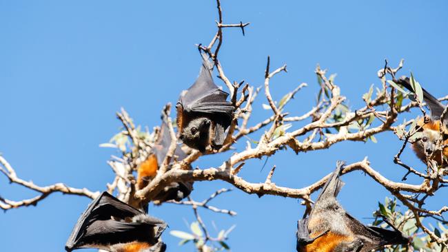 The grey-headed flying fox is Australia’s largest bat. Picture: Tim Pascoe