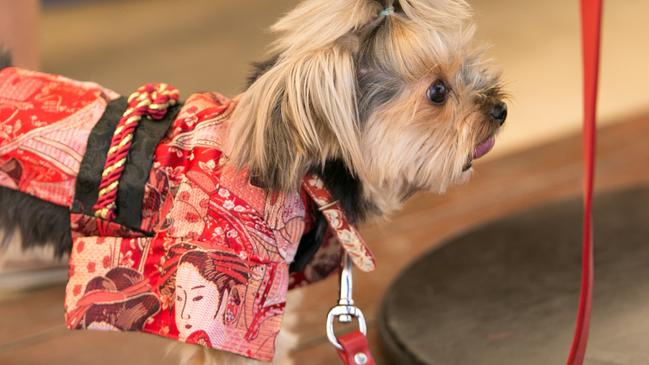 Dressing for the occasion: doggie customer at cafe Catalina, Broadwater Parklands, Southport