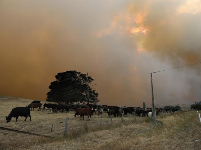 Livestock in a paddock as the Elderslie Rd fire draws closer. Picture: LUKE BOWDEN