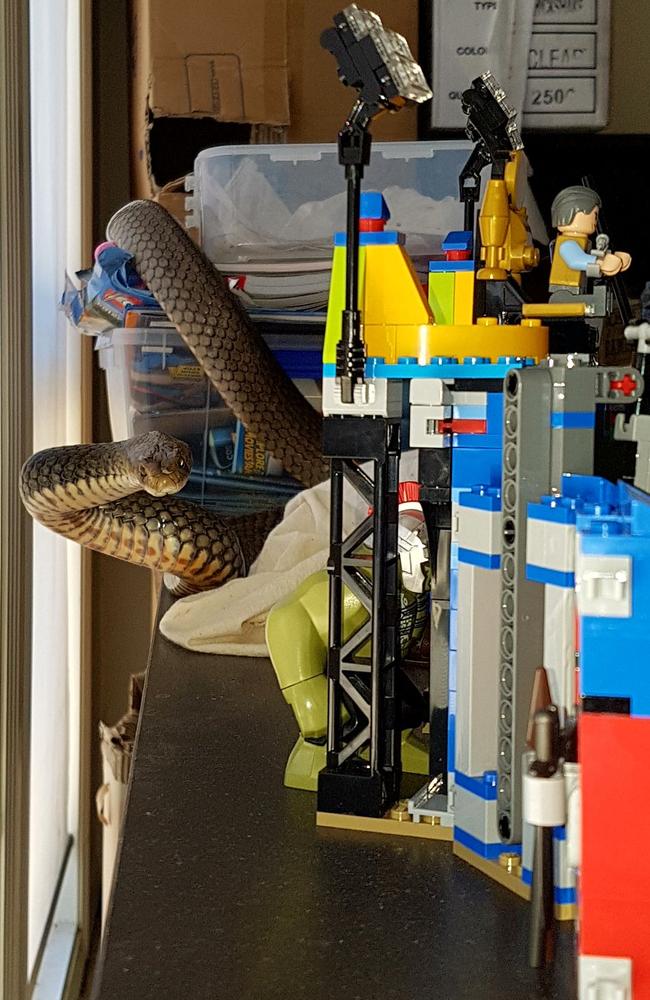 An eastern brown snake was found wrapped around a child's playset in a Gold Coast home today. Picture supplied by Tony Harrison of Gold Coast and Brisbane Snake Catcher