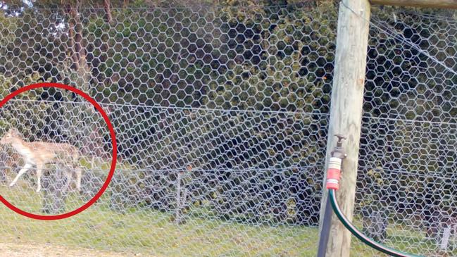 Footage from CCTV footage of deer outside of frustrated resident's home. Picture: Supplied