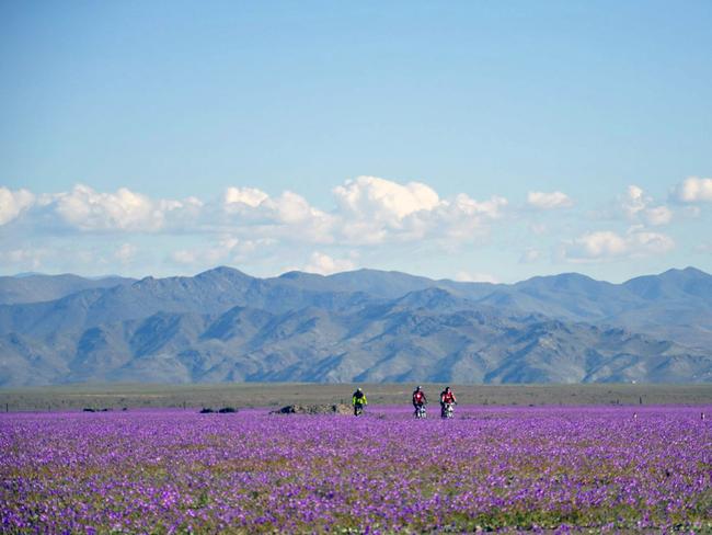 Flowers bloom at the Huasco region.