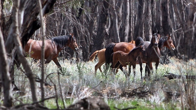 Wild horses in Barmah State Forest.