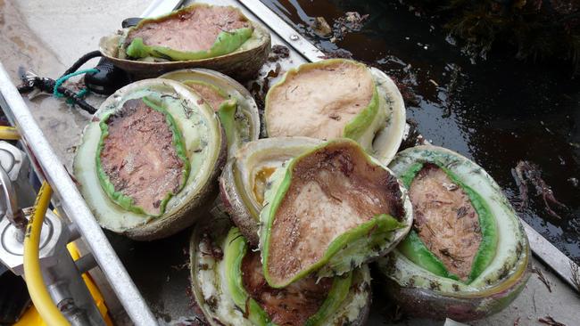 Green-lip abalone caught off Port Lincoln.