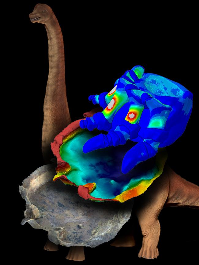 Computer modelling was used to show sauropod feet had a soft tissue pad.