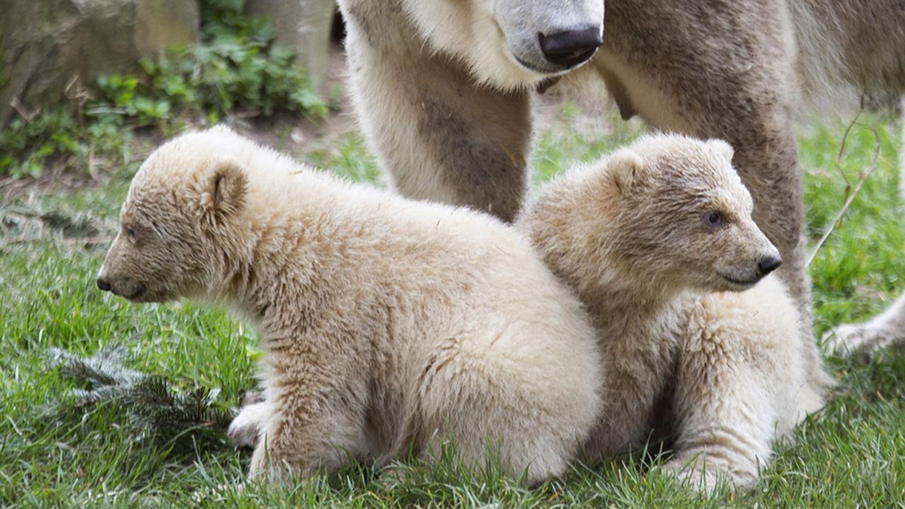 The two youngsters cautiously ventured out of the maternity den, sticking close to their mother, called Freedom. Picture: Tonny Hoevers, Ouwehands Zoo via AP