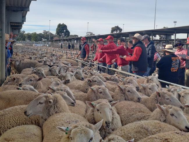 Ewes that sold for $280 at Bendigo prime sheep and lamb sale on Monday April 28, 2025.