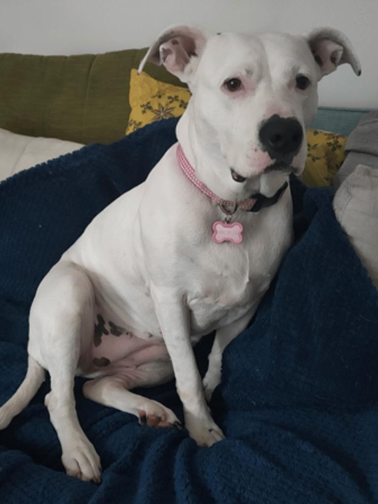 Morticia was stolen while on a walk in the early hours of Friday.