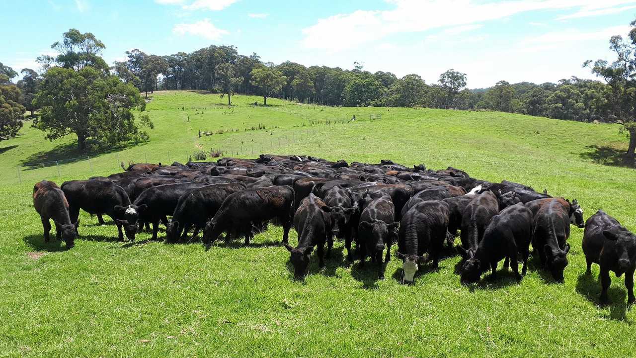 GONE: Cattle on a Hernani property where more than 500 head of cattle were stolen over a three-year period. Picture: NSW Police