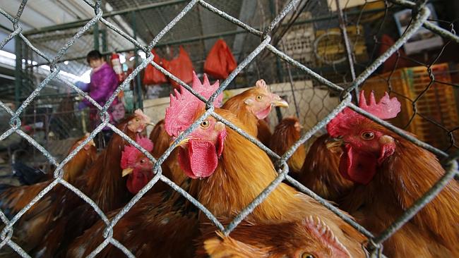 Fifty cases and counting ... Live chickens in a cage at a wholesale poultry market in Shanghai. Picture: AP Photo