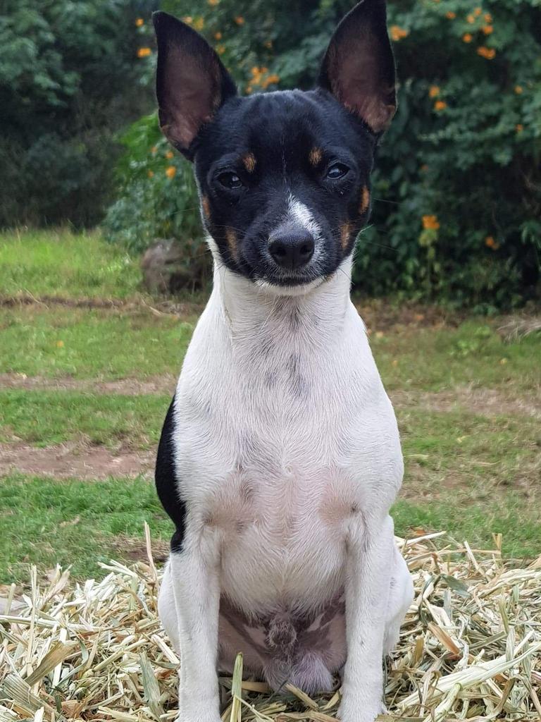 15/10/2020 - Leo posing for the camera in back yard Logan reserve Picture: Ryan