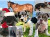 Finalists announced in search for Victoria’s cutest pets