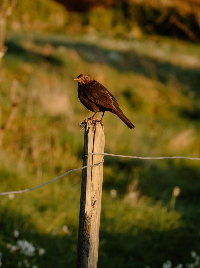 A juvenile blackbird enjoying the sun. Picture: Joe Jackson.