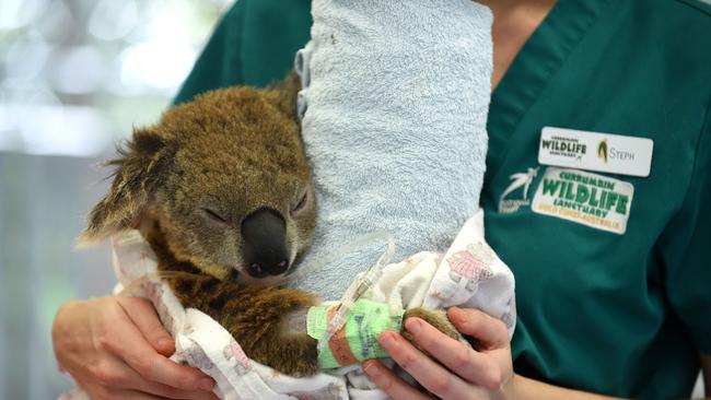 Koala patient AT Currumbin Wildlife Hospital - Steve Holland Photography