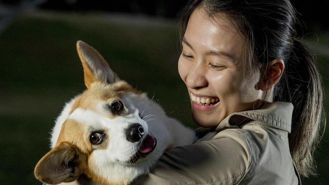 Haku the corgi has been returned home safe to owner Carmen Pham by pet theft investigator Kirilly Cull from Missing and Stolen Pets Australian Picture: Jerad Williams