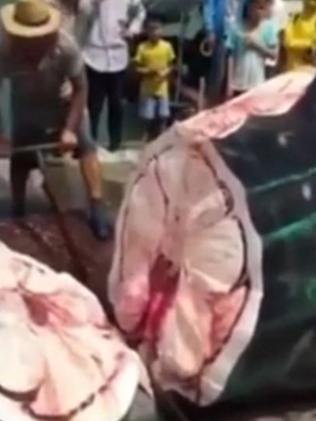 Barbaric ... A whale shark is butchered while still alive. Picture: YouTube