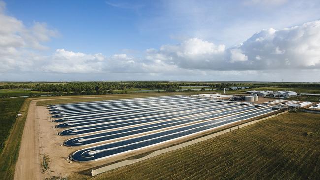 Seaweed ponds treating wastewater from prawn farms at Pacific Biotechnologies facility in North Queensland. Picture: Pacific Biotechnologies