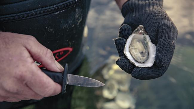 SA WEEKEND TRAVEL OCT 28 - Oyster Farm Tours, Esplanade, Coffin Bay Picture: Jonathan van der Knaap/SATC