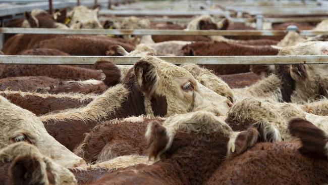 Cattle prices in Australia have dropped about 40 per cent since their 2022 peaks, adding to concerns about the impact of new rocketing land valuations for primary producers. PICTURE: ZOE PHILLIPS