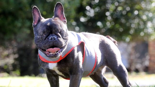 Honeybear the French Bulldog is still a happy pup despite her ordeal. Photo by Richard Gosling