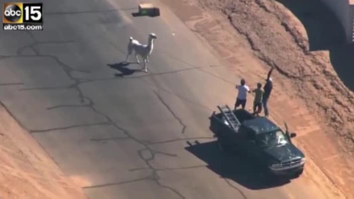 Helicopter vision captures two Llamas on the loose in Arizona