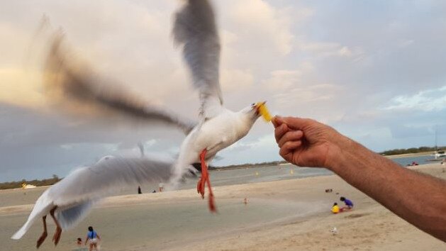 Pesky seagulls are known for stealing diner’s food at the Opera House. Picture: Twitter/@MichelePelos