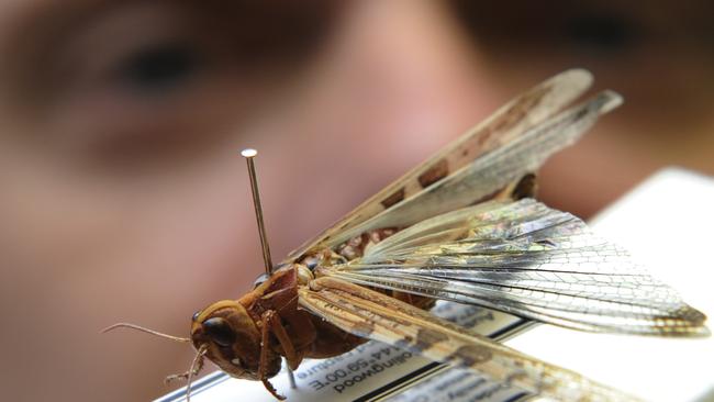 n26nl100 Martin Steinbauer from La Trobe Uni Zoologist department, inspects a locust found in a Northcote garden.