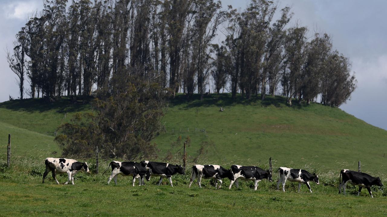 The US Department of Agriculture ordered dairy producers to test cows that produce milk for infections. Picture: Justin Sullivan/Getty Images/AFP