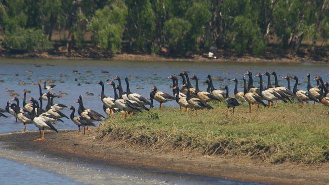 An internationally recognised wetlands in Bowling Green Bay National Park has received a $2 million boost.