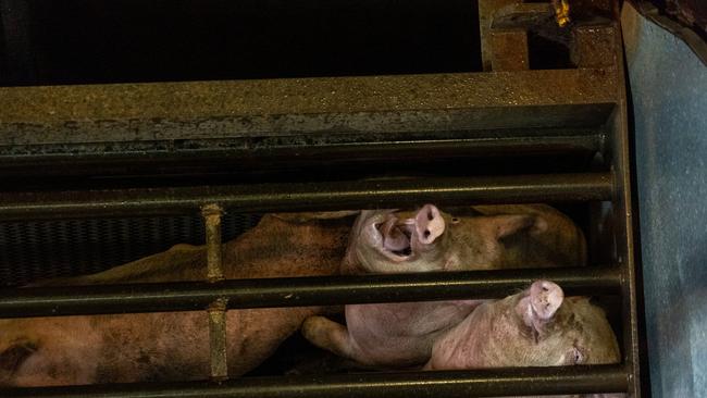 Farm Transparency Project image of pigs in a CO2 gas chamber.