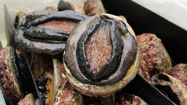 Tasmanian abalone export business is booming with sales to Asia increasing, abalone at Ralph's Tasmanian Seafood, in Electron...