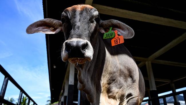 A cow after being checked by a vet against foot-and-mouth disease at a livestock in Lambaro, Indonesia's Aceh province.