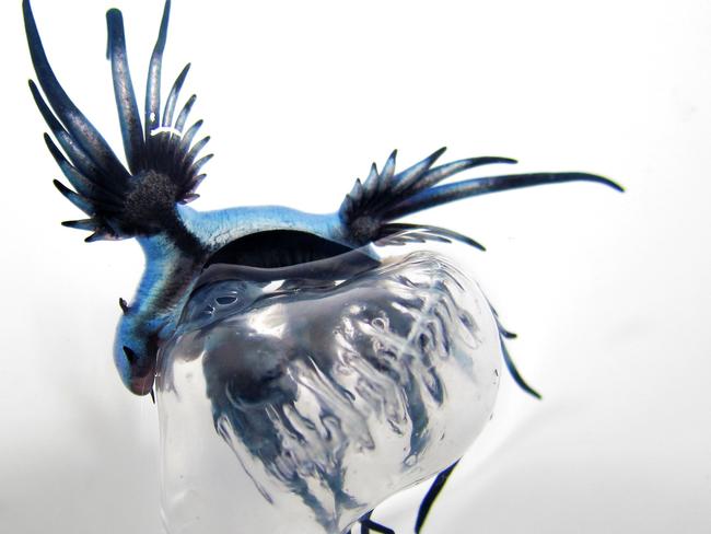 Bluebottles: Mysterious ocean dwellers