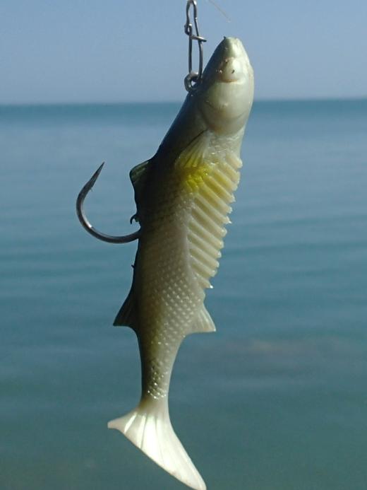 The barra was hooked on a Squidgy Mongrel lure.