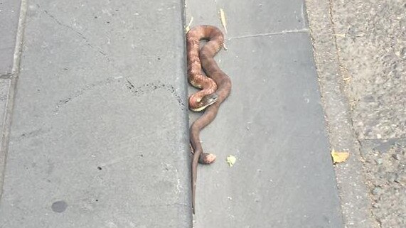 A tiger snake was on the loose in the Melbourne CBD. Picture: City of Melbourne.