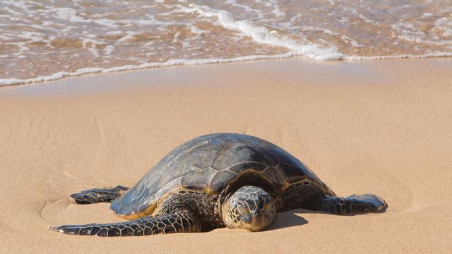 Great Barrier Reef: Green Turtles Face Extinction As Females Outnumber 