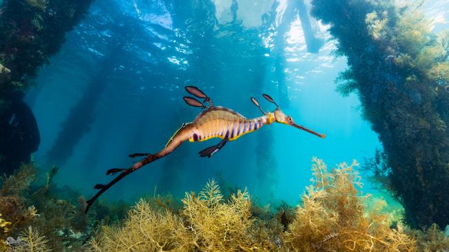 The weedy sea dragon is a major tourism drawcard for Flinders and the Mornington Peninsula.