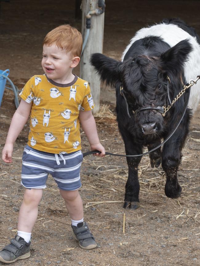 Zach Thomas leads a 5 month old Freedom Rise Galloway calf at the Toowoomba Royal Show. Saturday, March 26, 2022. Picture: Nev Madsen.