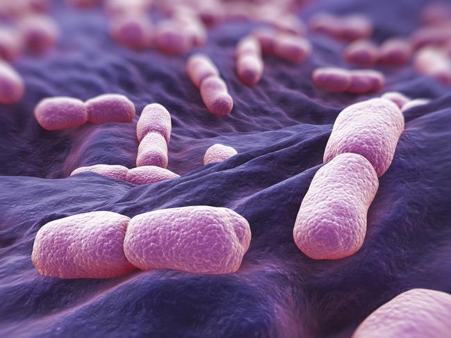 Listeria Bacteria