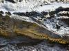 Fisherman pulls up short when he spots croc lurking near Deckchair Cinema