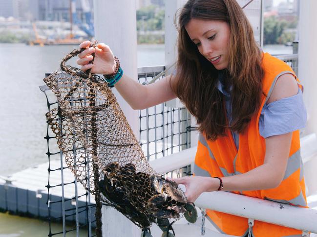 Francisca Ribeiro and her team of UQ researchers discovers alarming levels of microplastic in seafood.