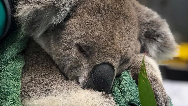 Dodge pictured in better health after he was hit by a vehicle three weeks ago. The koala will soon be released back into the wild.