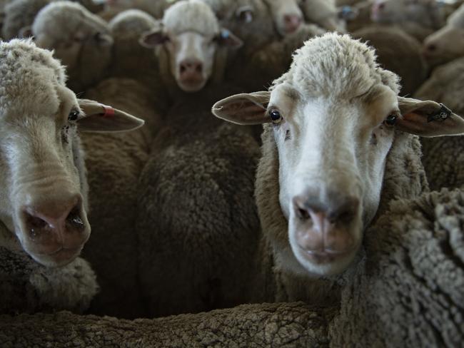 Australia’s 64 million sheep will be tagged as part of a new biosecurity measure – but rollout could take years, industry sources said. Picture: Zoe Phillips