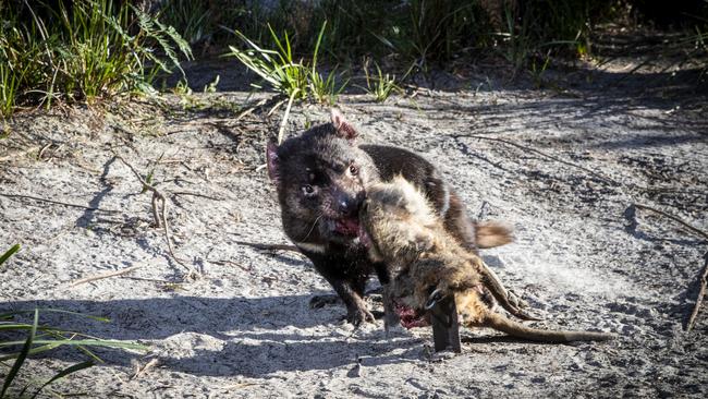 "Melrose" one of four Tasmanian devils that lives at Saffire on Tasmania's East Coast eating lunch. Picture: LUKE BOWDEN